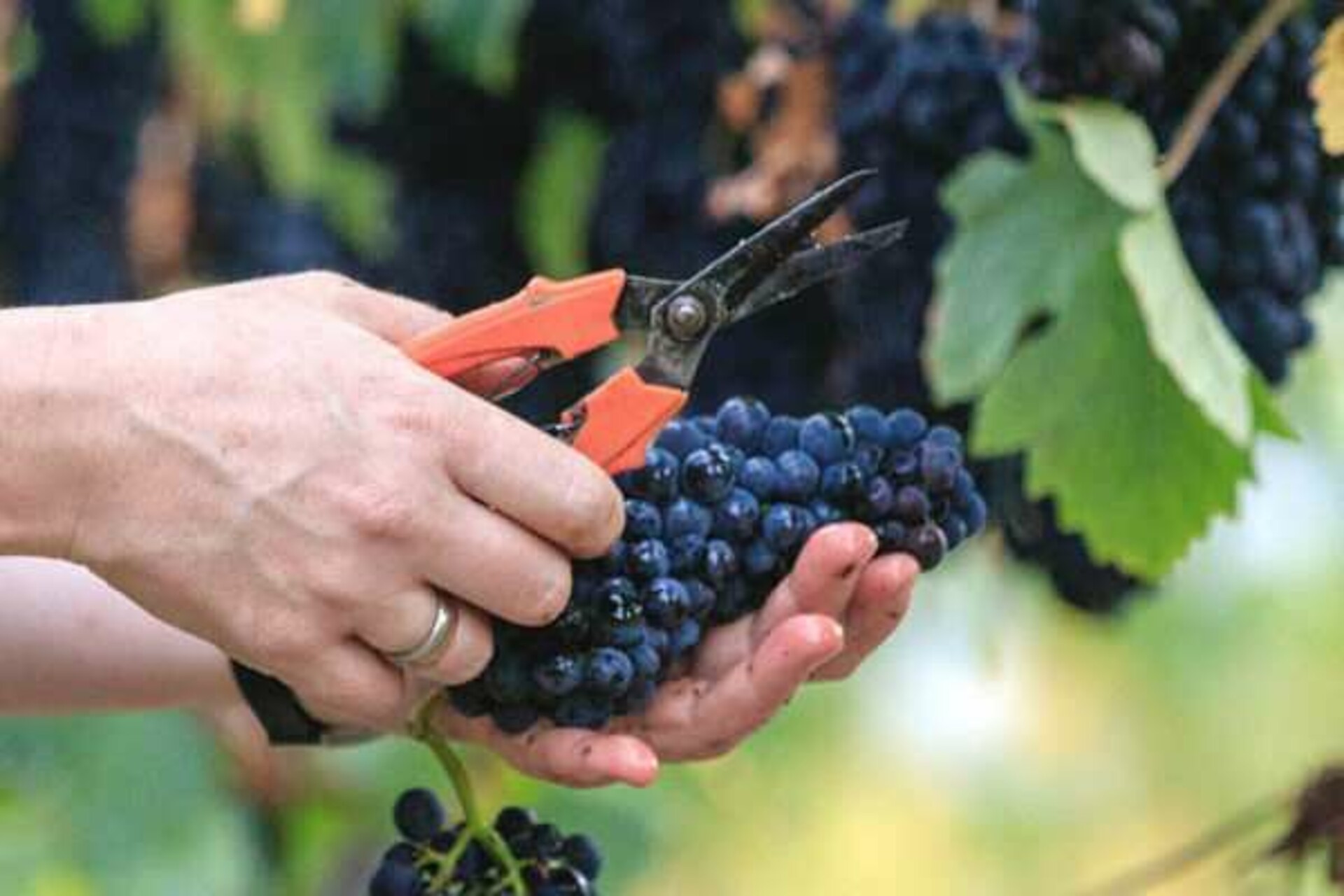 Weinverkostung: Weinprobe[at]home Picknick im Weinberg